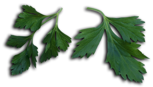 recognize flat leaf parsley