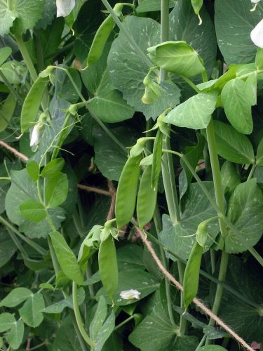 recognize snap peas