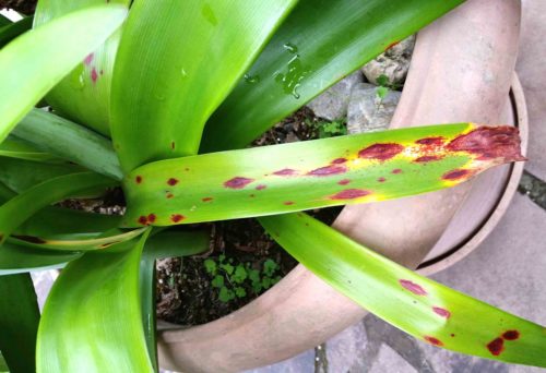 recognize leaf scorch on amaryllis