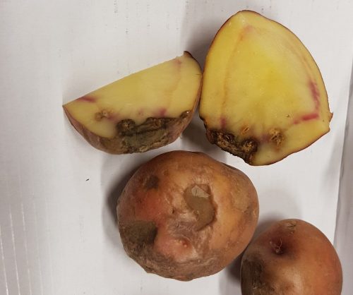 recognize gangrene of potato