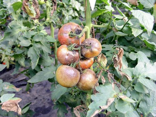 recognize Phytophthora on tomatoes
