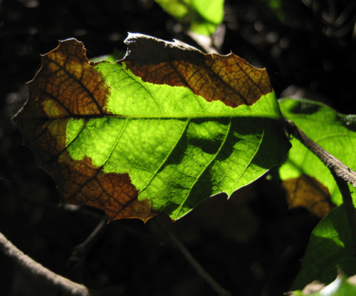 recognize infestation by Phytophthora ramorum