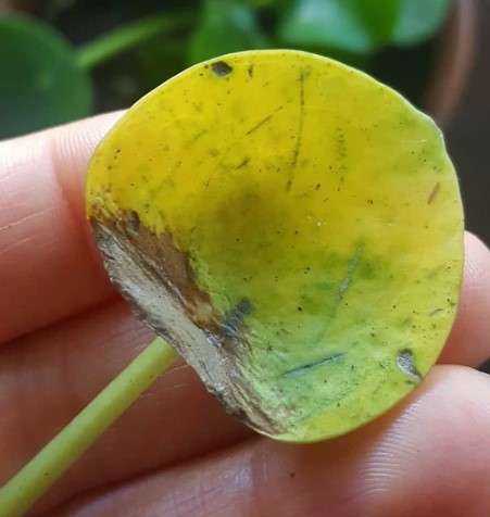 herkennen kaliumgebrek bij pannenkoekplant