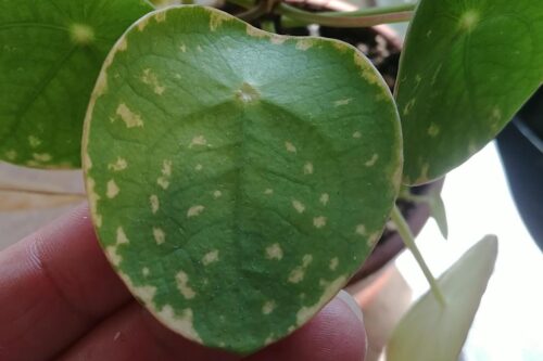 recognize too much light Pilea