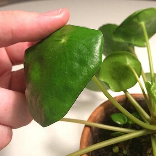 recognize problem curly leaf pancake plant