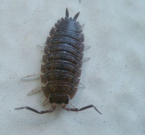 recognize woodlouse