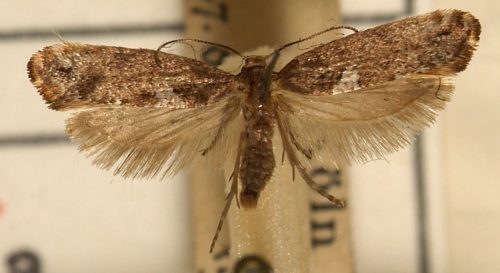 recognize leek moth