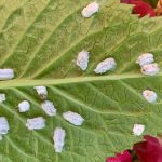 recognize egg sacs of the hydrangea scale