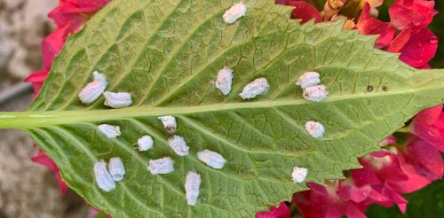 recognize egg sacs of the hydrangea scale