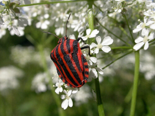 recognize Miridae