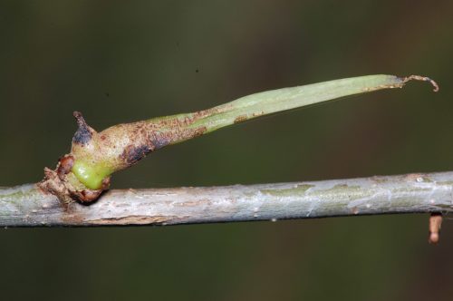 recognize gall of Ram’s horn gall wasp