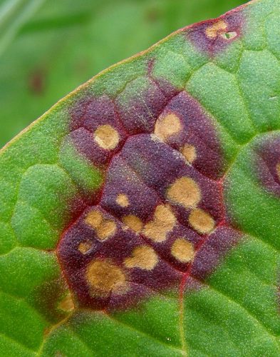 recognize the fungus Ramularia rhei