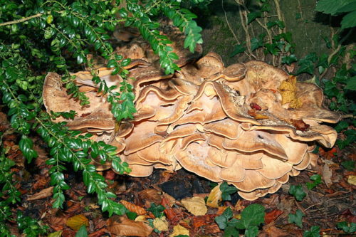 recognize a giant polypore