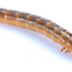 recognize a wireworm