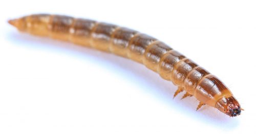recognize a wireworm