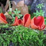 recognize scarlet elf cup