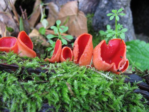 recognize scarlet elf cup