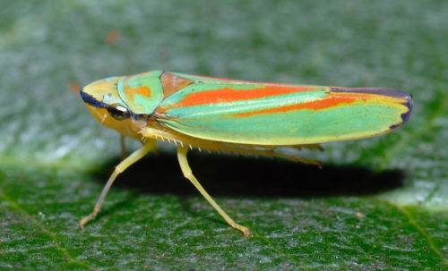 recognize rhododendron leafhopper