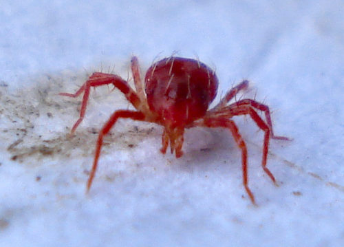 recognize predatory mite Phytoseiulus persimilis