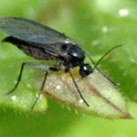 recognize Dark-winged fungus gnat