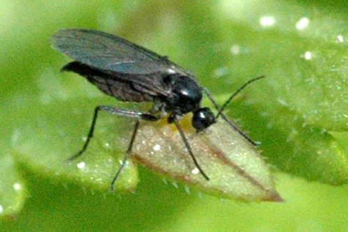 recognize Dark-winged fungus gnat