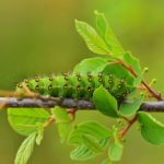 recognize caterpillar Emperor moth