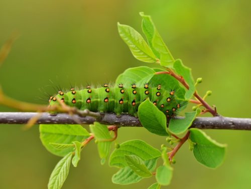 recognize caterpillar Emperor moth