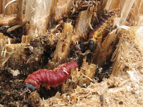 recognize Caterpillar of a goat moth