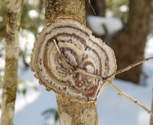 recognize Glue crust fungus