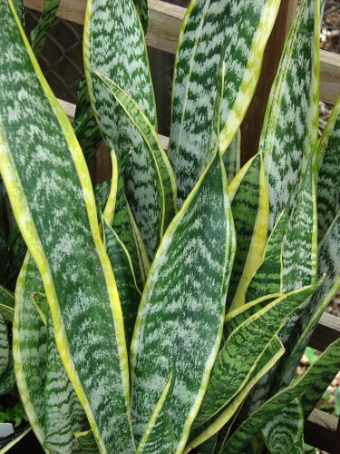 recognize Sansevieria or snake plant