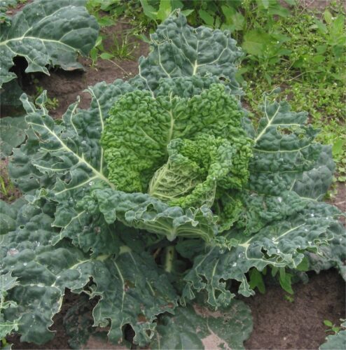 recognize savoy cabbage