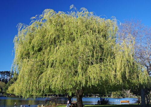 recognize a white willow