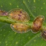 recognize scale insects