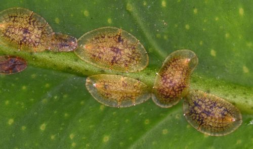 recognize scale insects