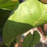 recognize scale insects