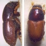 recognize a bark beetle