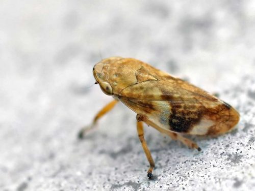 recognize meadow spittlebug