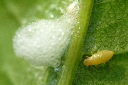 recognize Meadow spittlebug nest