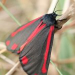 recognize cinnabar