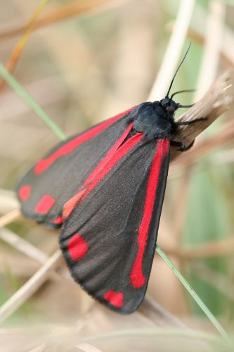 recognize cinnabar