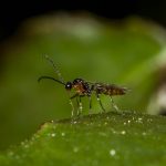 recognize parasitoid wasp Aphidius Ervi