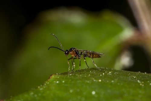 recognize parasitoid wasp Aphidius Ervi