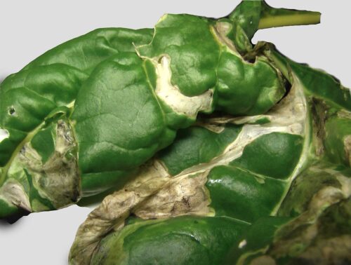 recognize damage beet leafminer 