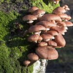 recognize dark honey fungus