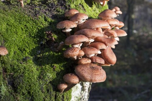 recognize dark honey fungus