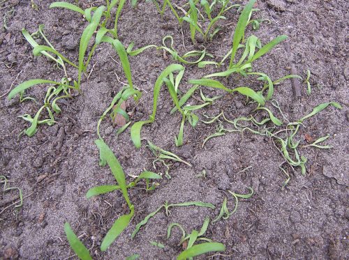 recognize phoma leaf spot on spinach