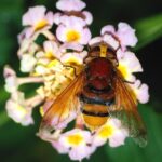 recognize pellucid fly (hoverfly) in relation to a hornet