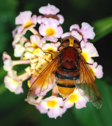 recognize pellucid fly (hoverfly) in relation to a hornet