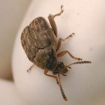 recognize bean weevil