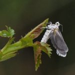recognize ermine moth